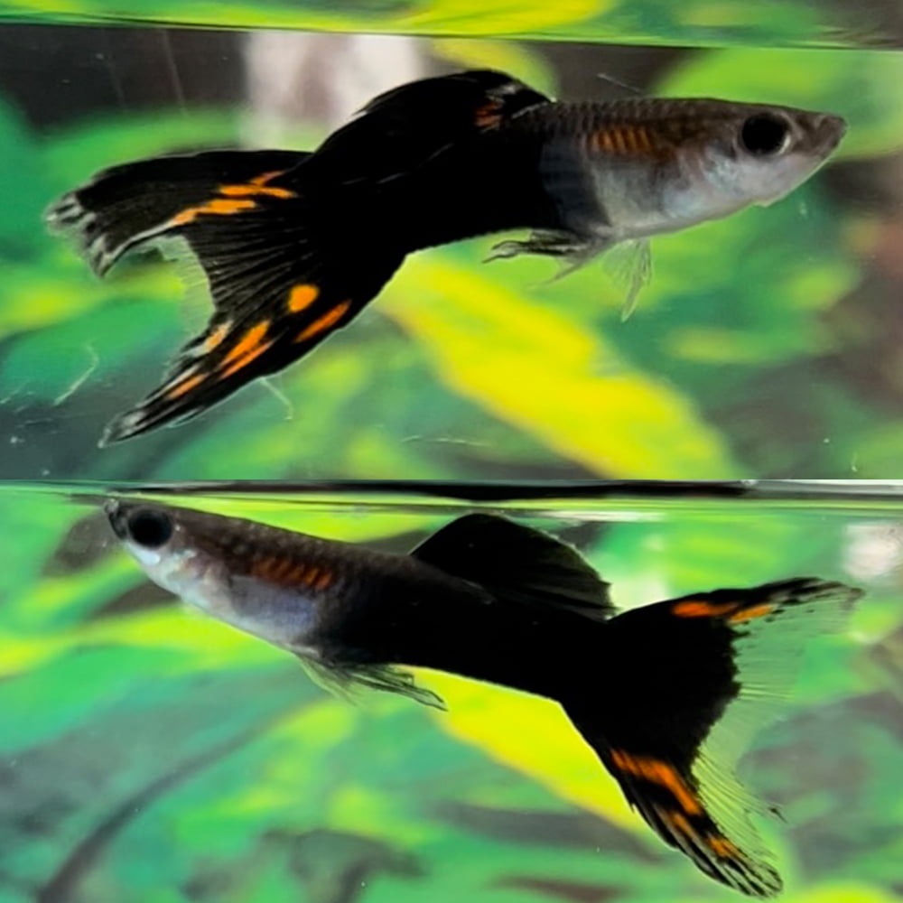 Black Lyretail Guppy - Male