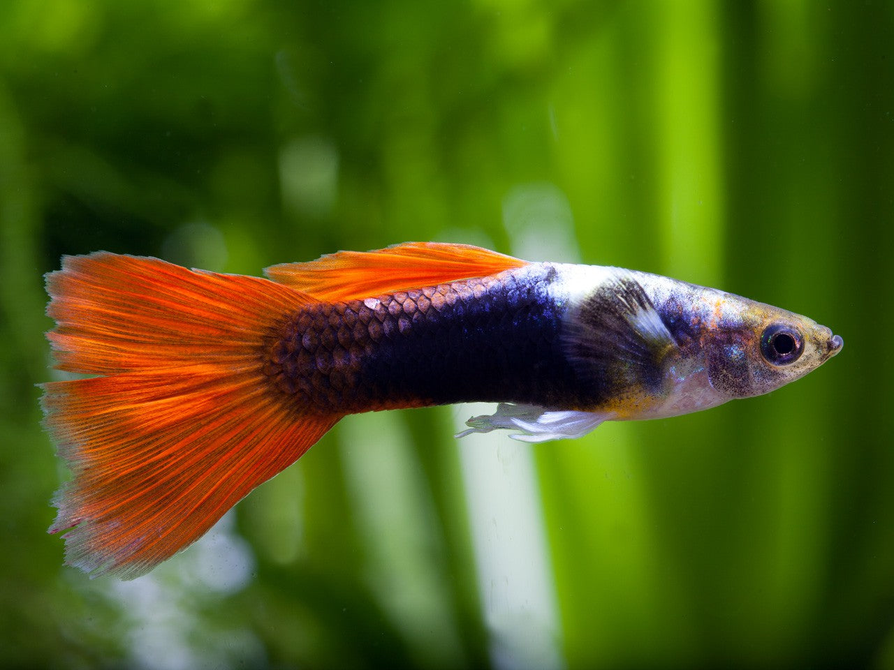 Guppy - Mixed Colors Males and Females