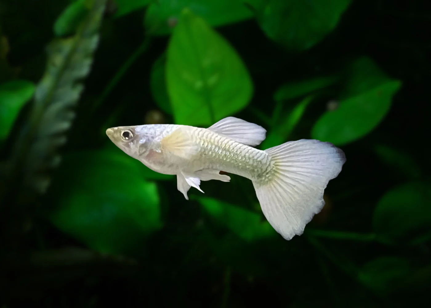 White Moscow Guppy - Male