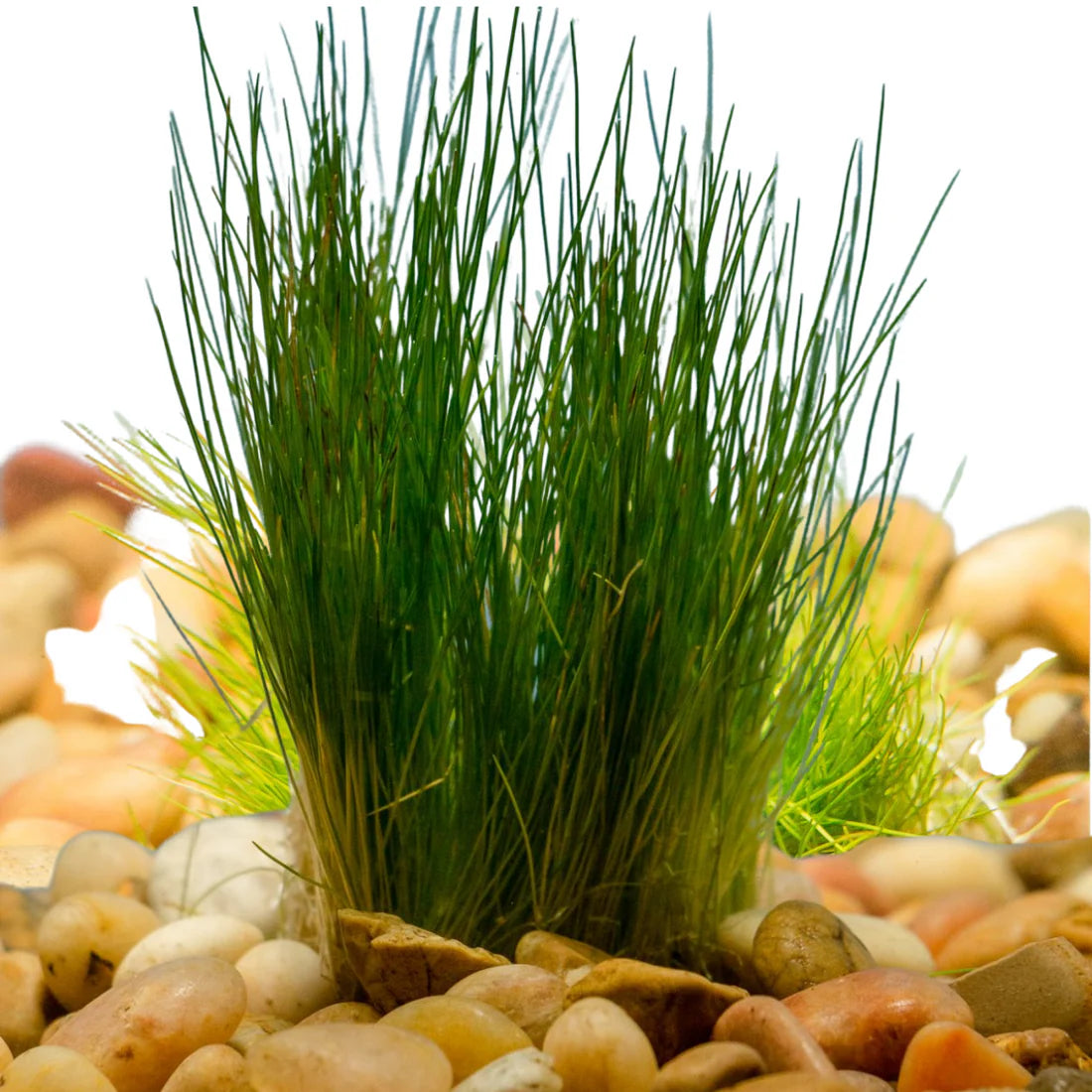 Dwarf Hairgrass