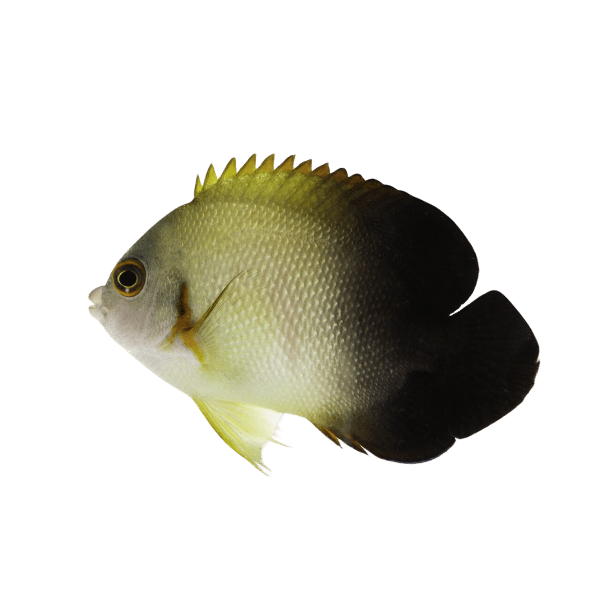 Half Black Angelfish