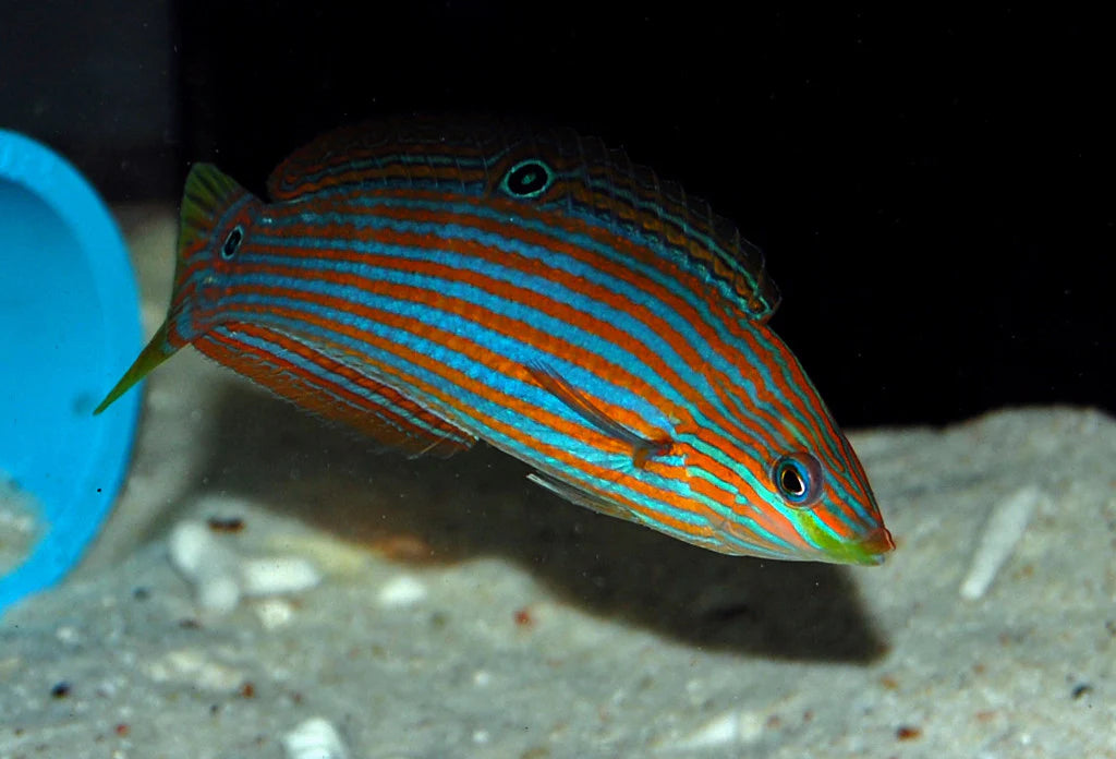 Melanurus Wrasse