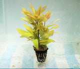 Hygrophila Corymbosa 'Compacta' (Temple plant, Giant hygro, Starhorn, Nomaphila corymbosa, and Nomaphila stricta)