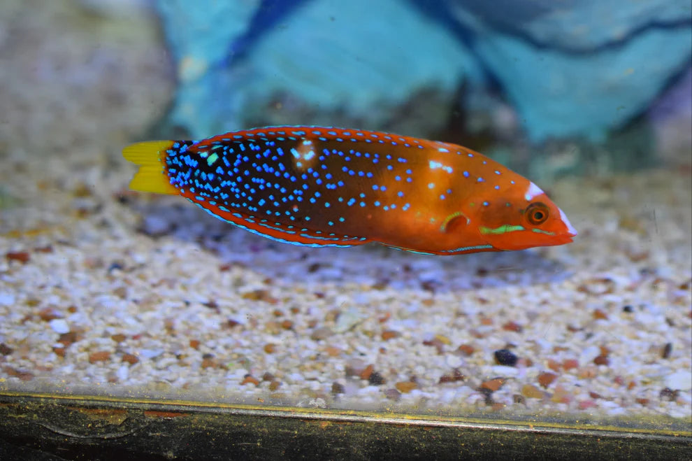 Red Coris Wrasse - Adult