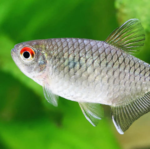 Red Eye Tetra