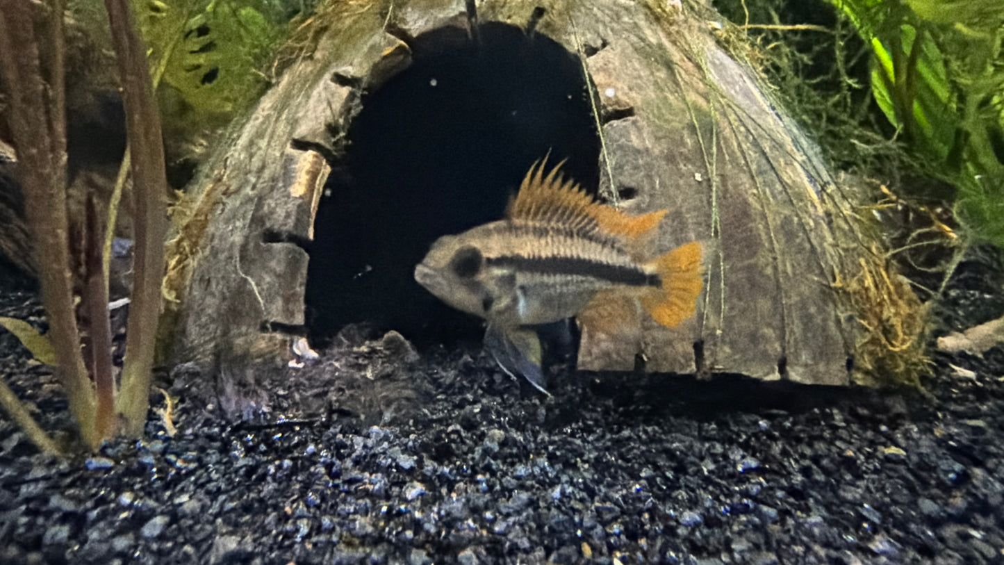 Apistogramma Cacatuoides "Double Red" (Cockatoo Dwarf Cichlid)