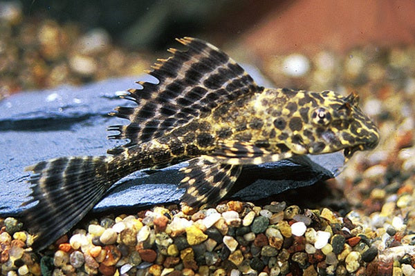 Colombian Spotted Pleco