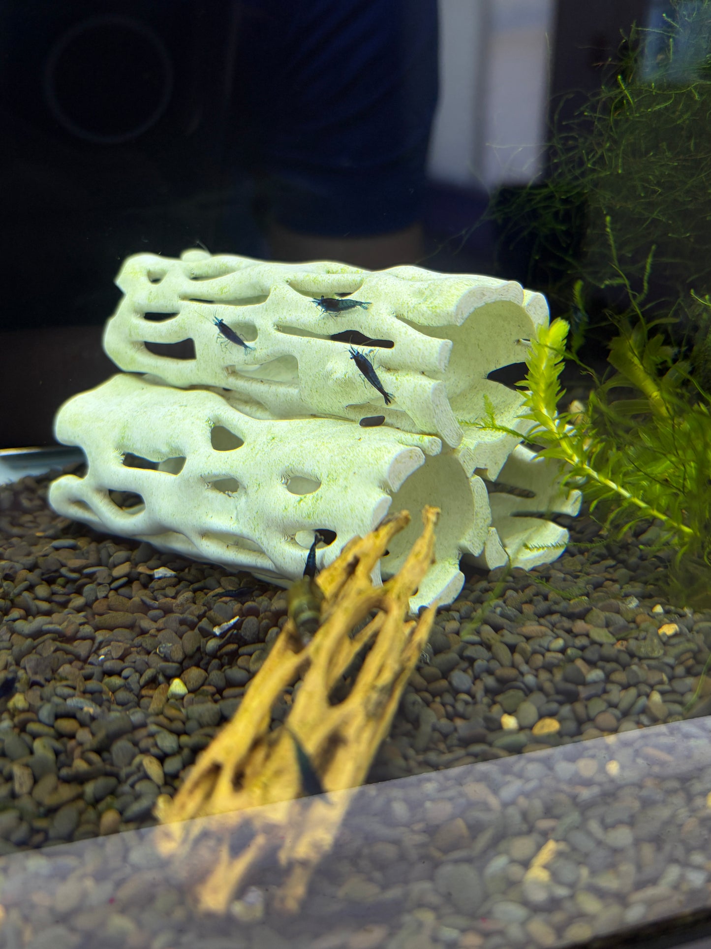 Shrimp and Fish Log