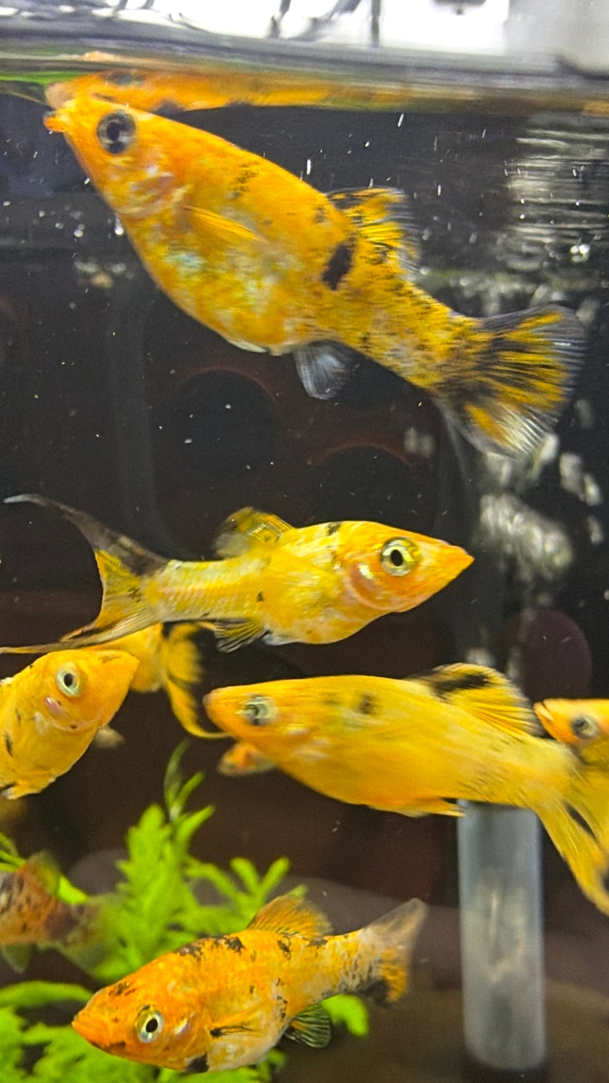 Assorted Mollies