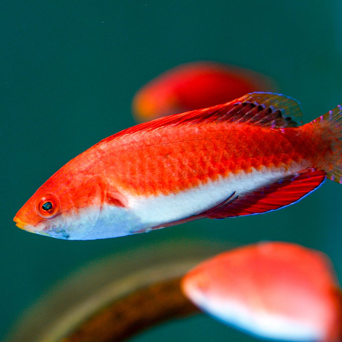 Redfin Fairy Wrasse