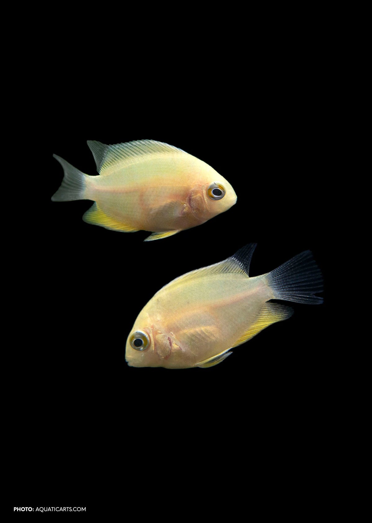 Cichlid - Gold Severum