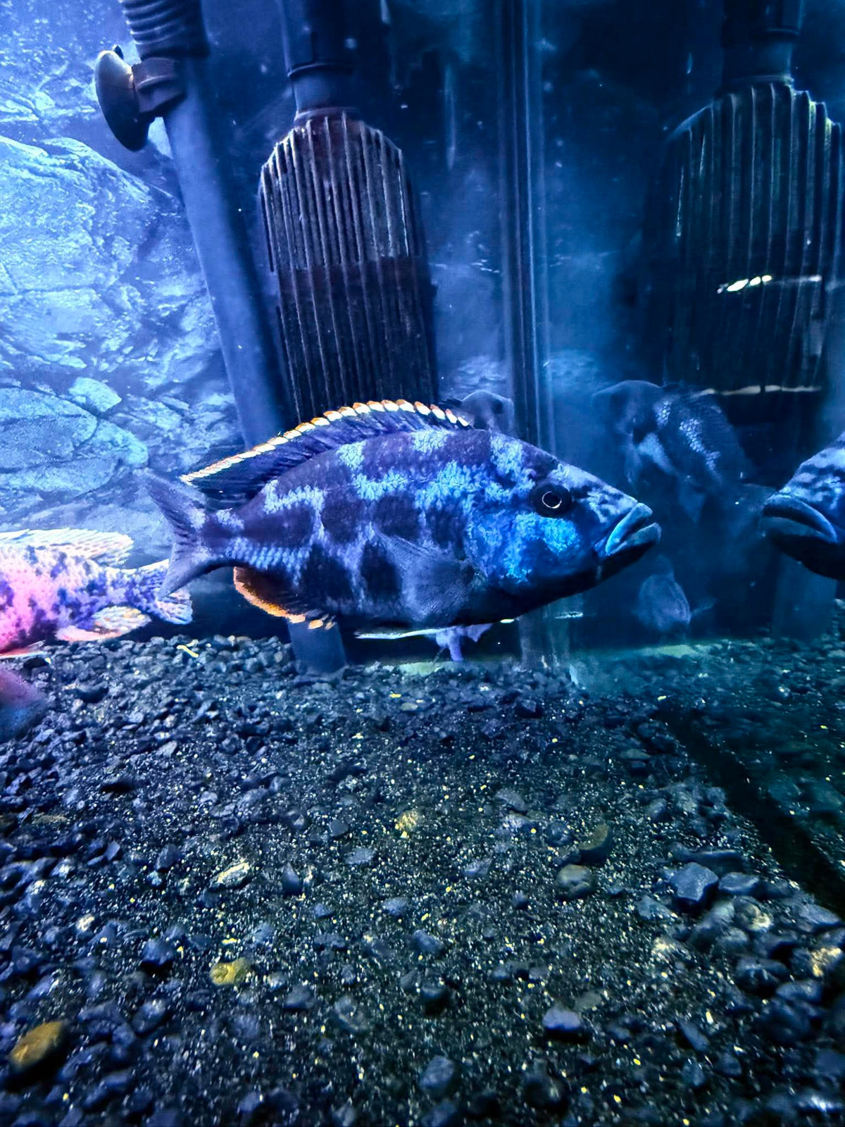 Cichlid - Livingstonii Hap