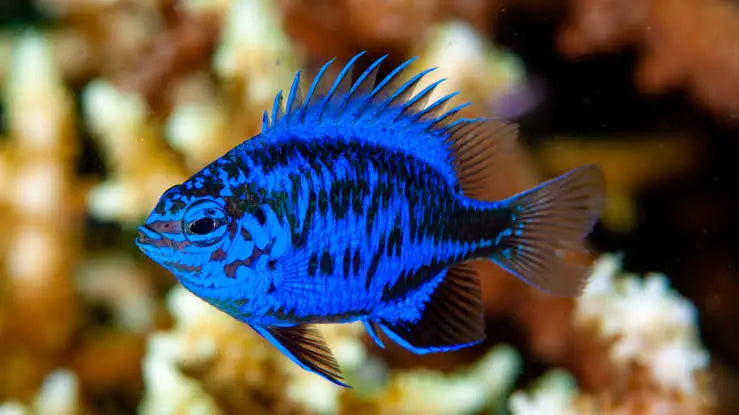 Springeri Damsel