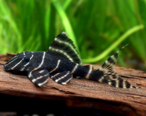 Emperor Pleco L204