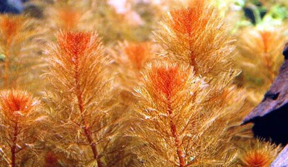 HydrOasis® Red Myrio Submerged Potted