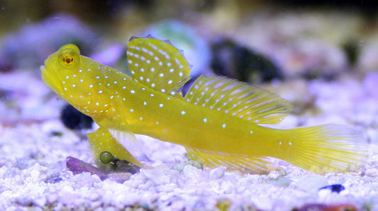 Yellow Watchman Goby
