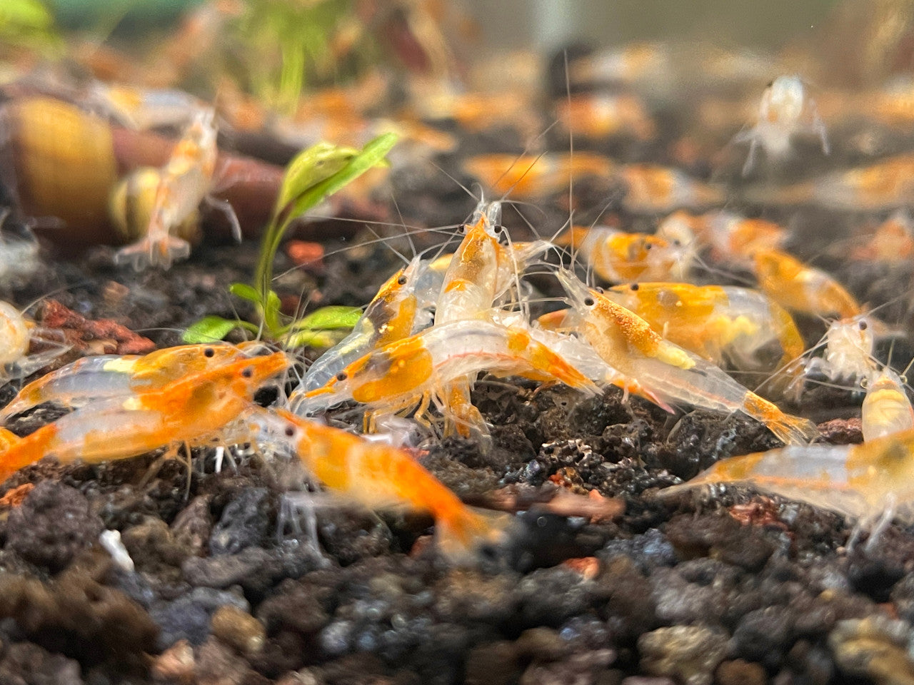 Orange Rili Shrimp