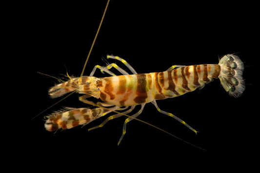 Tiger Pistol Shrimp