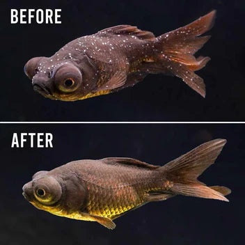 Aquarium Solutions Ich X (4 oz - 16 oz)