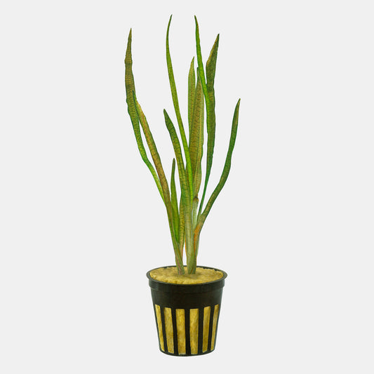 HydrOasis® Jungle Vallisneria Submerged Potted