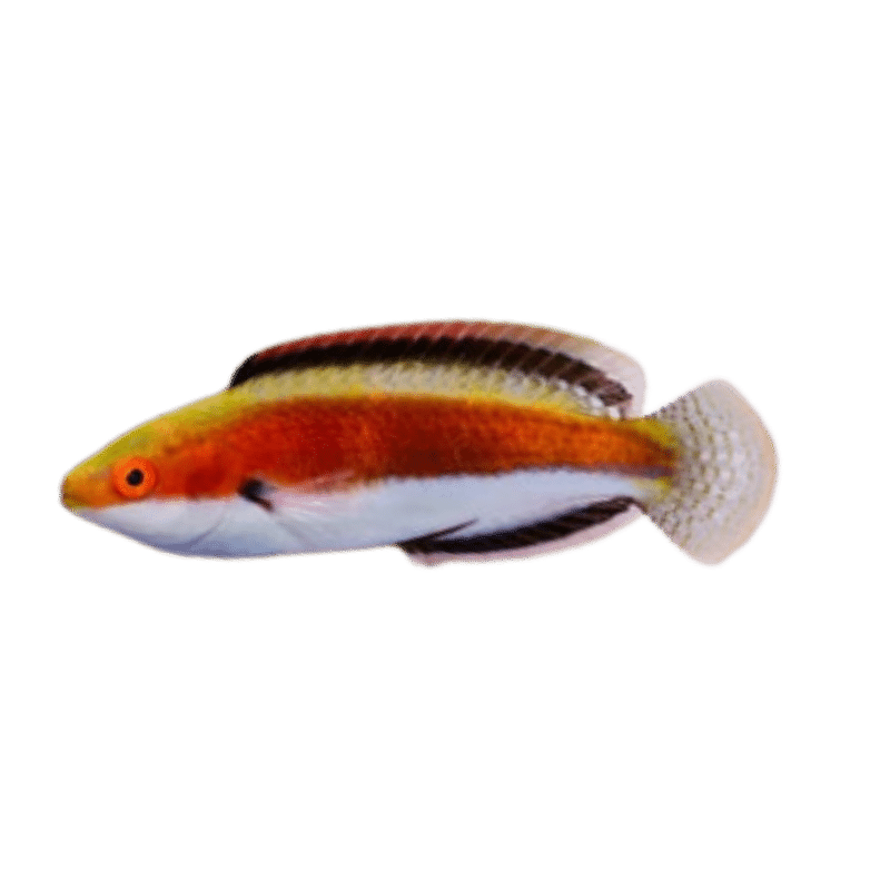 Katherine's Fairy Wrasse