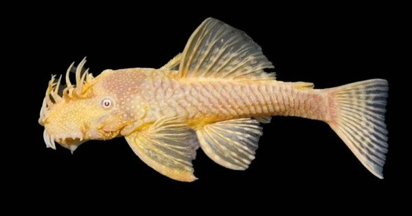 Albino Bristlenose Pleco