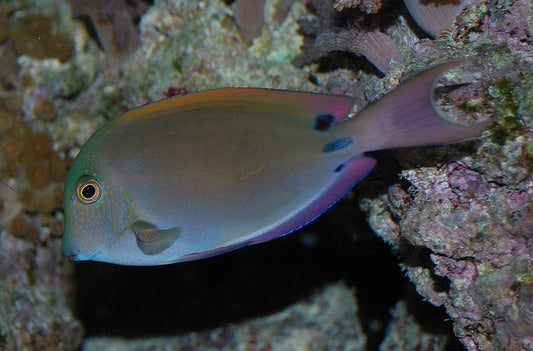 Lavender Forktail Tang