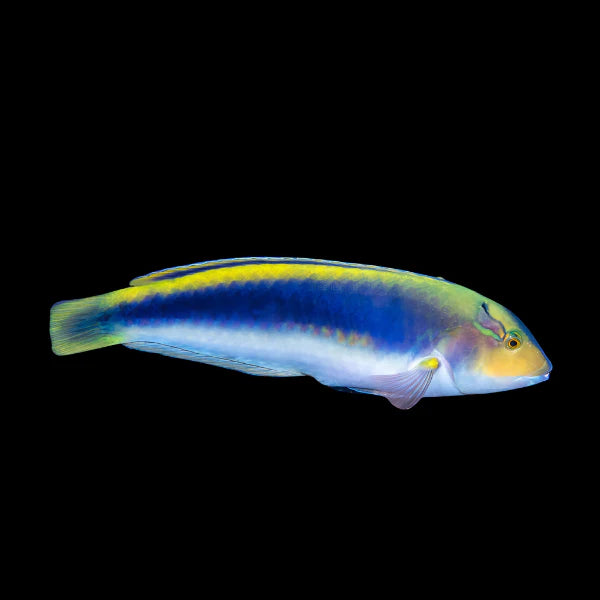 Lightning Wrasse