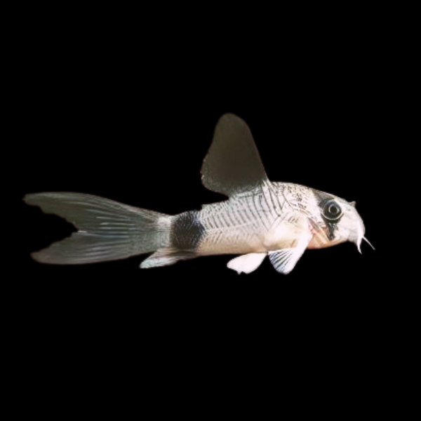 Longfin Panda Cory