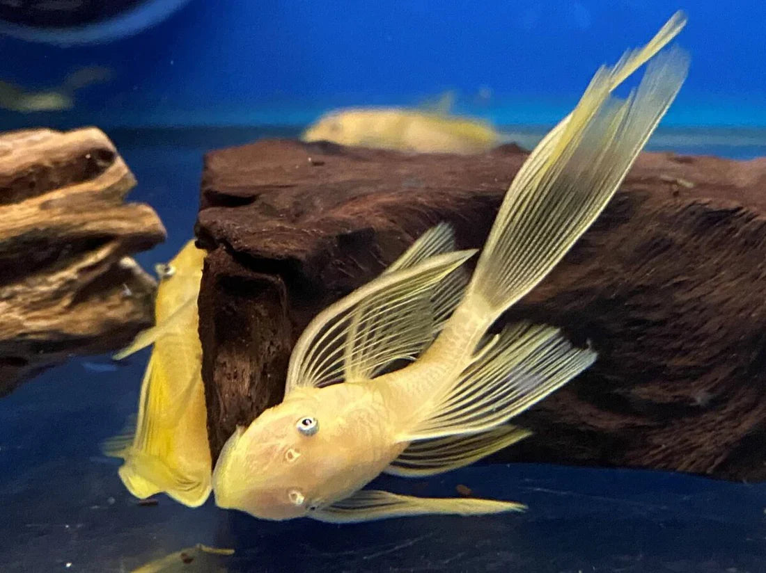Longfin Golden Bristlenose Pleco