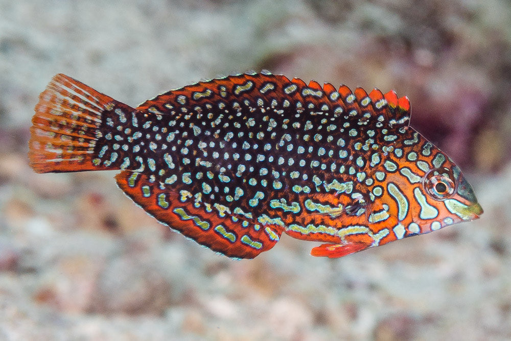 Ornate Leopard Wrasse