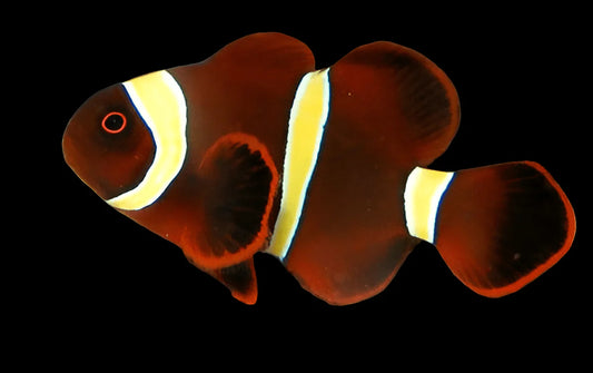 Gold Stripe Maroon Clownfish Tank Raised