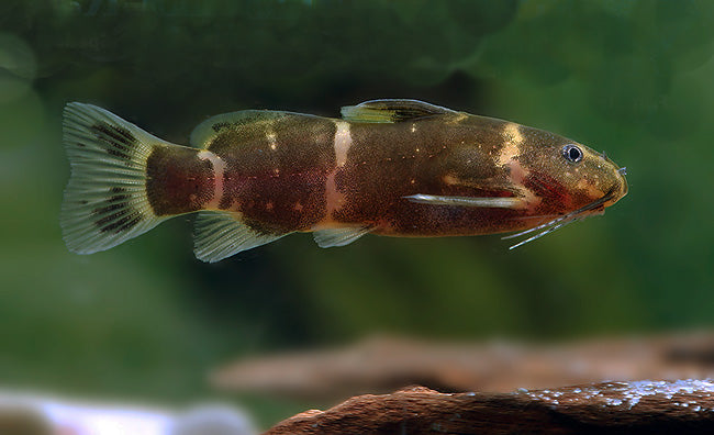Dwarf Micro Synodontis Batesii Catfish