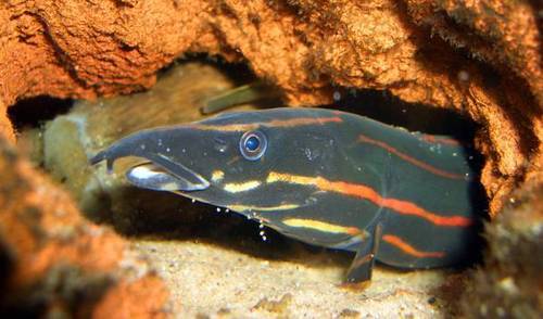 Fire Eel