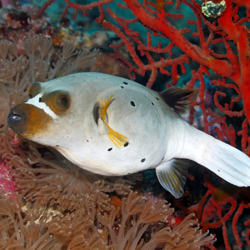 Dogface Puffer