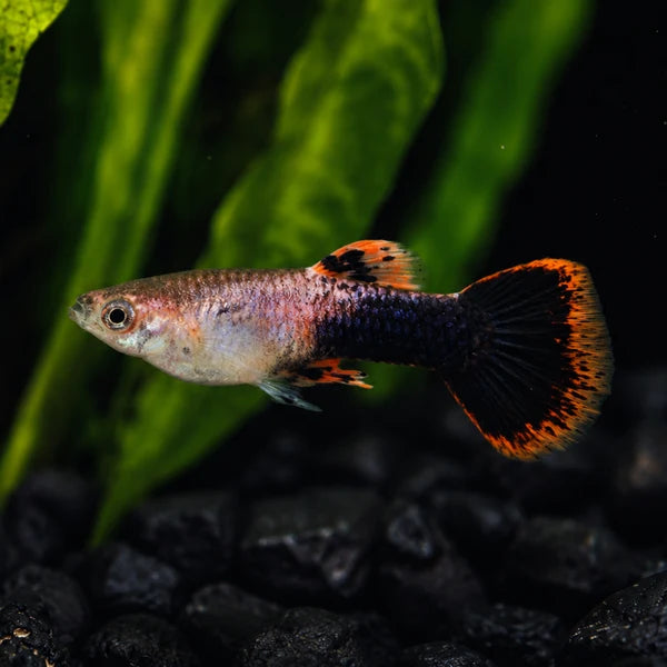 Pink Tuxedo Guppy - Male