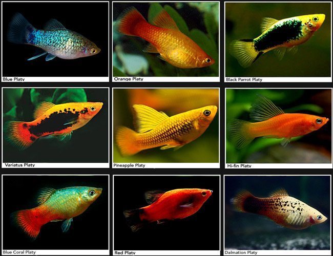 Platy (Livebearer) - Mixed Colors