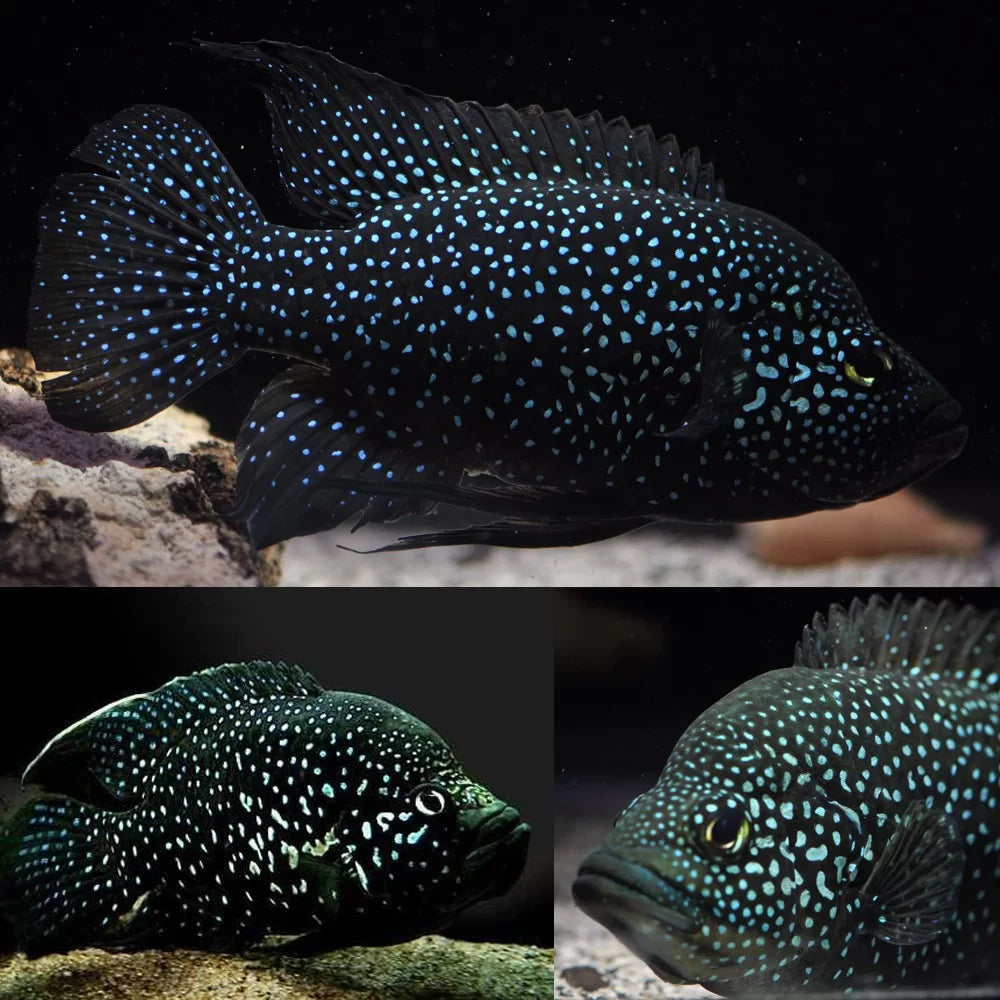 Cichlid - Paratilapia Polleni Starry Night