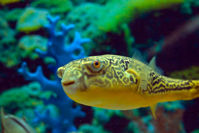 Fahaka Puffer