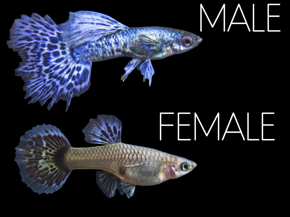 Purple Dragon Guppy