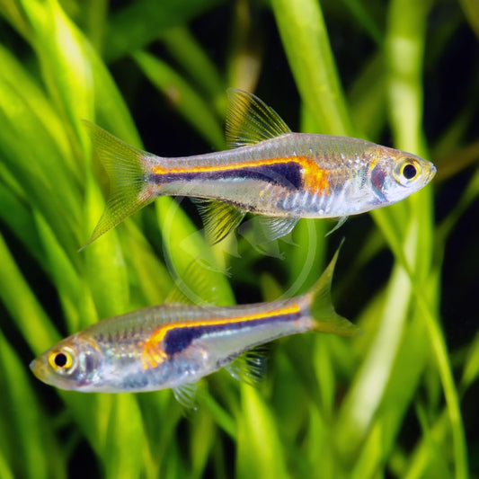Hengelli Rasbora