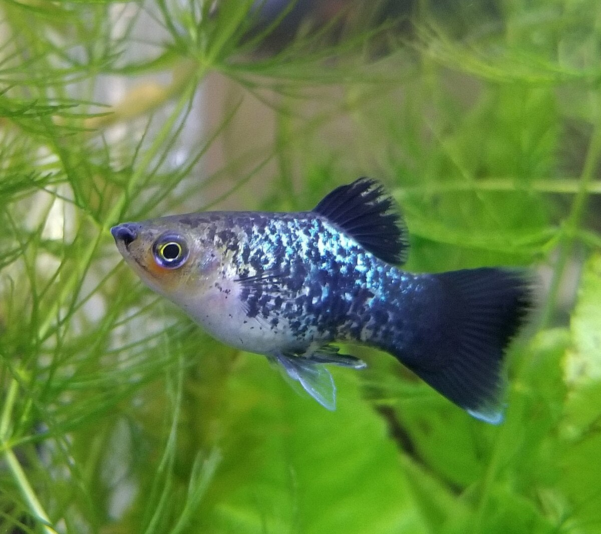 Platy (Livebearer) - Mixed Colors