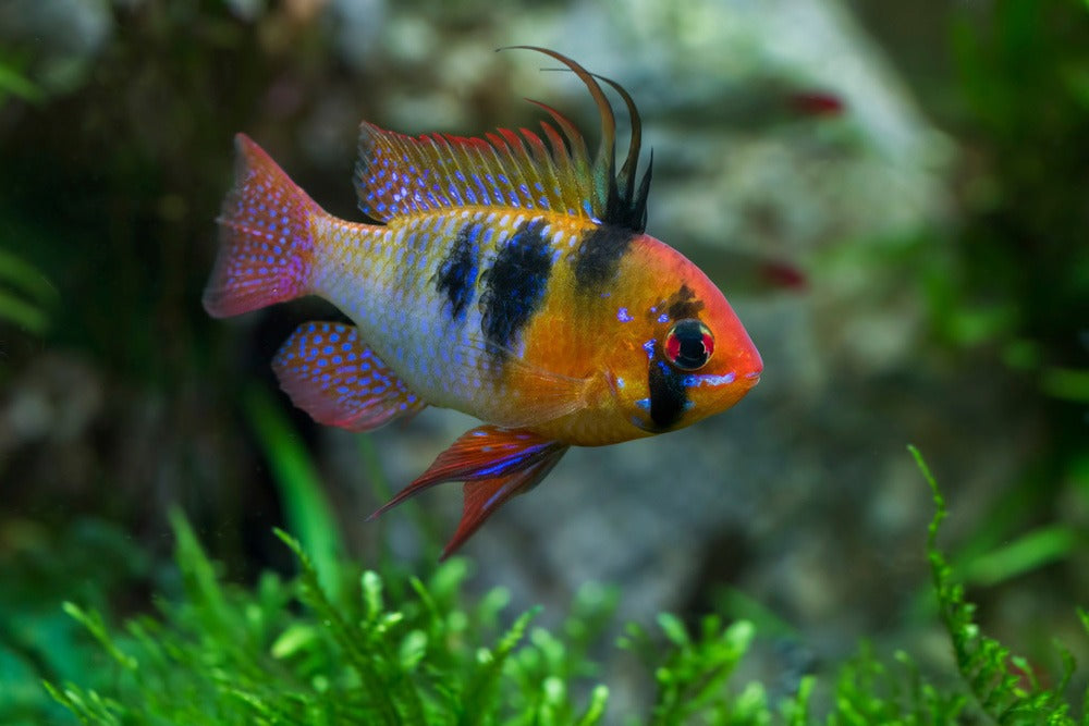 German Blue Ram - Locally Bred
