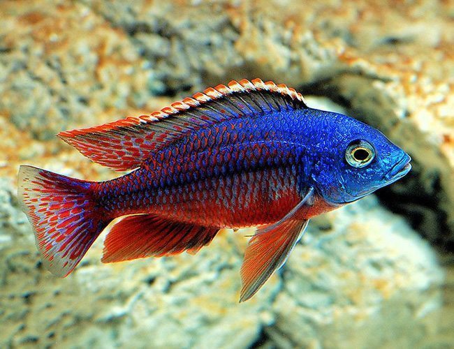 Cichlid - Red Empress