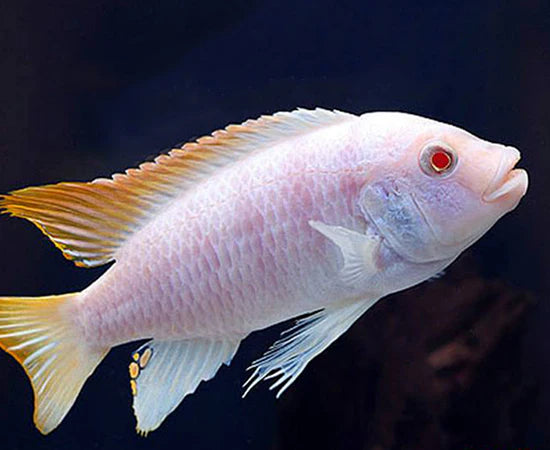 Albino Redtop Zebra Cichlid