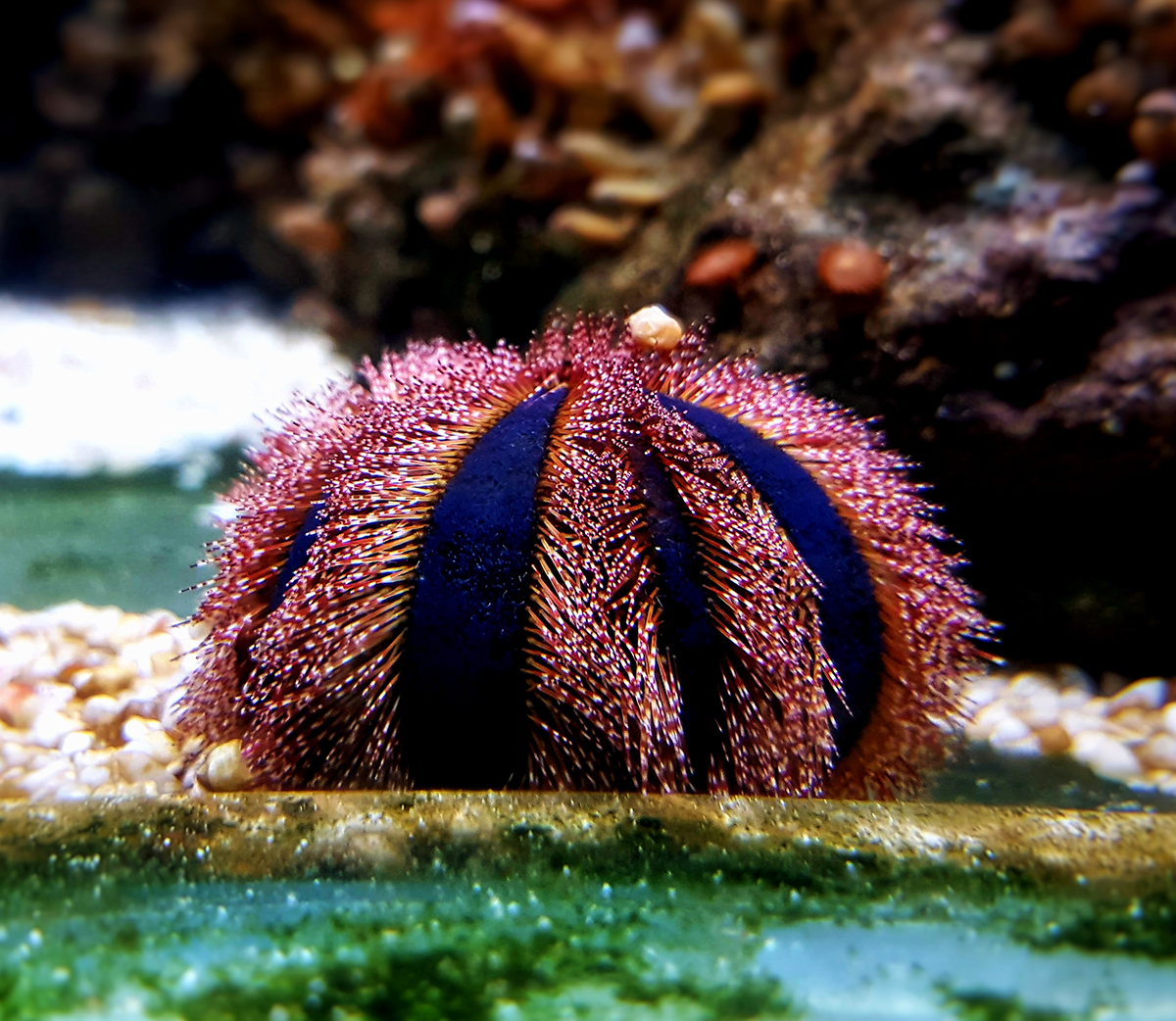 Red Tuxedo Urchin