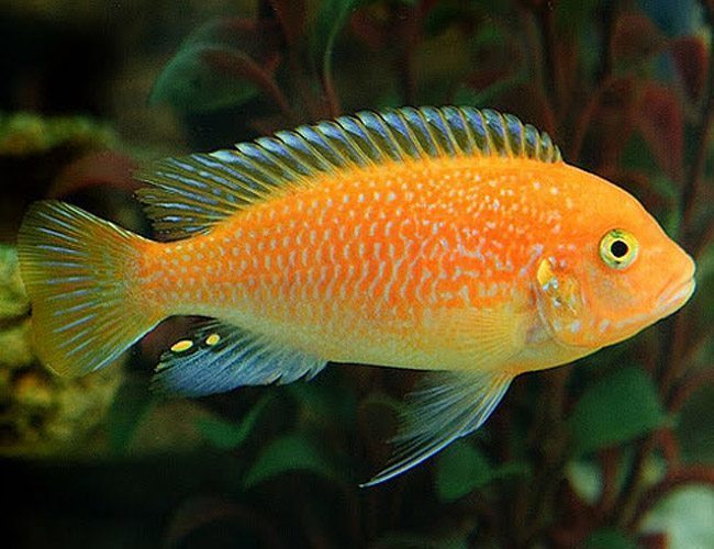 Cichlids Mbuna - Red Zebra