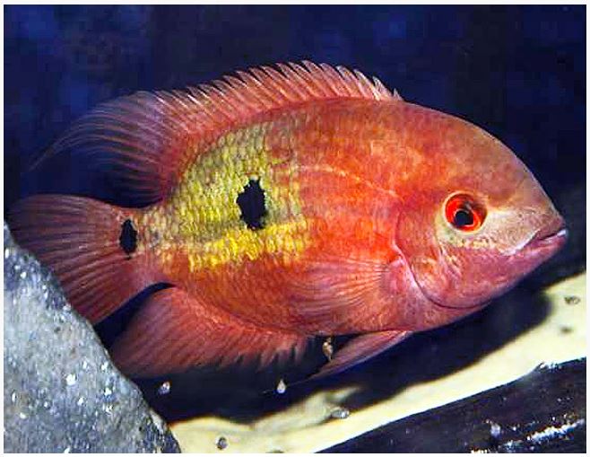 Cichlid - Chocolate