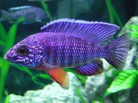 Cichlids Mbuna - Regal Blue