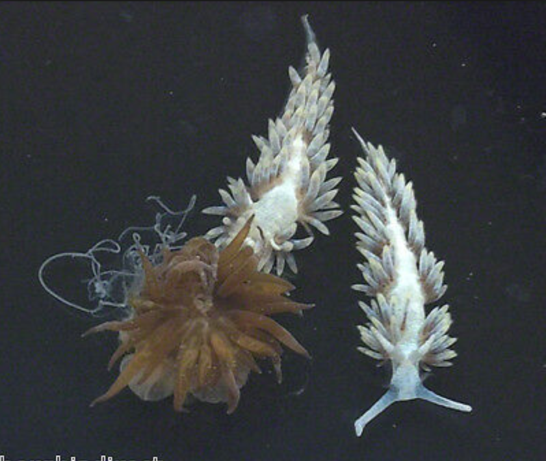 Aiptasia Eating Berghia Nudibranch